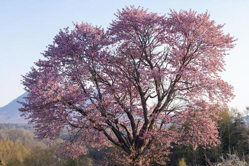 夕陽に映える一本桜 一本桜,ピンク,大樹の写真素材