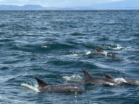 海を元気に泳ぐ野生のイルカたち 海を元気に泳ぐ野生のイルカたち イルカ,海,海の生き物の写真素材