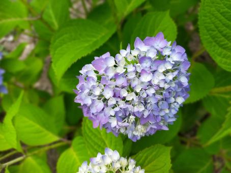 Photo, hydrangea, blue, blue color, 