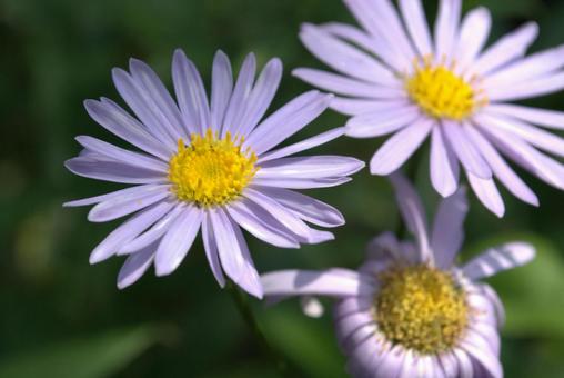 夏の庭に咲く紫色のキク科の花 夏の庭に咲く紫色のキク科の花の写真