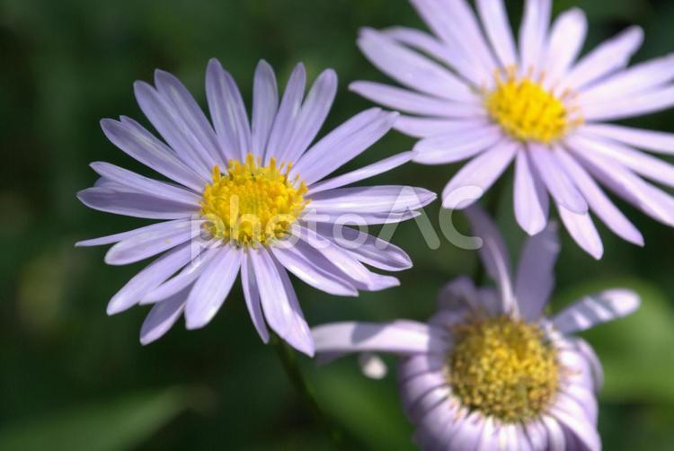 夏の庭に咲く紫色のキク科の花 キク科,花,紫色の写真素材