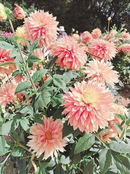 世羅高原のダリア ダリア,花,植物の写真素材