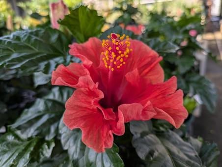 鮮やかなハイビスカスの花 鮮やかなハイビスカスの花の写真