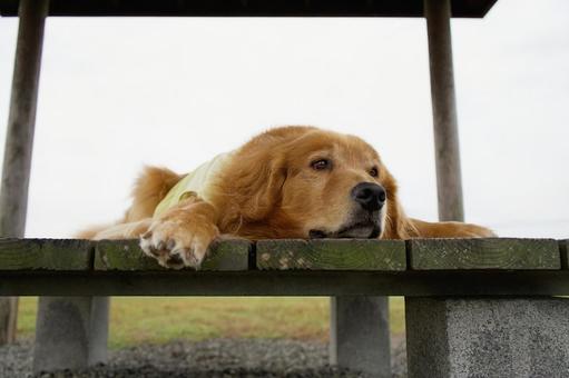 ゴールデンのポートレートの写真