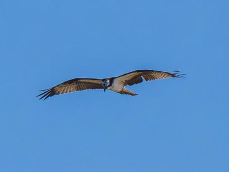 空を飛ぶミサゴ 空を飛ぶミサゴ ミサゴ,タカ,野鳥の写真素材