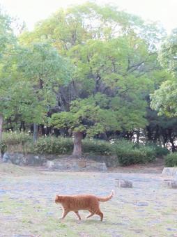 ねこさんぽ ねこさんぽの写真