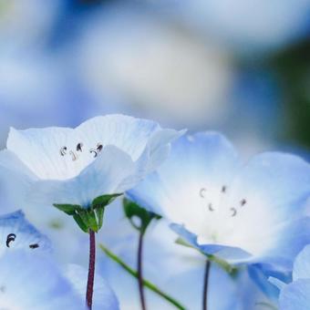 ネモフィラの写真