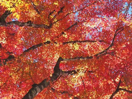 紅葉風景 紅葉,秋,葉の写真素材