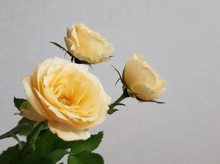バラ スプレーバラ バラ スプレーバラ バラ,ばら,薔薇の写真素材