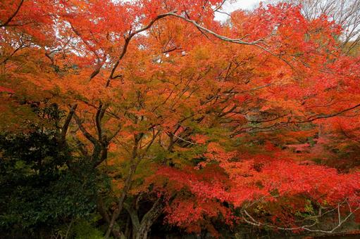 もみじロード もみじロード,秋,紅葉の写真素材