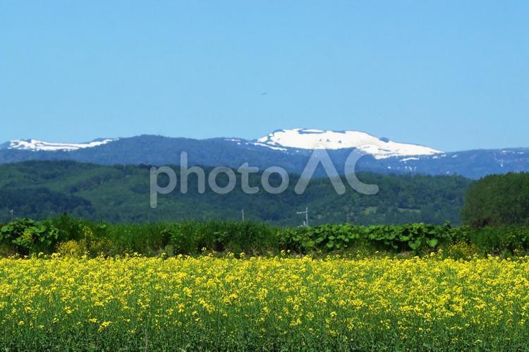 大雪山連邦と菜の花畑 菜の花畑,旅行,夏の写真素材