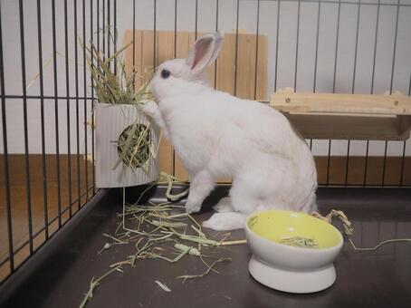 チモシー美味しいな うさぎ,ネザーランドドワーフ,かわいいの写真素材