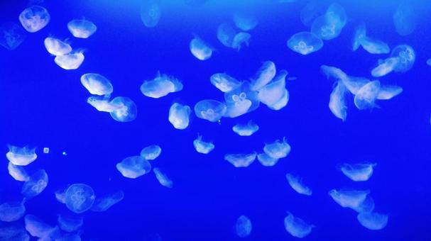 クラゲ 3 クラゲ 3 クラゲ,浮遊,幻想的の写真素材