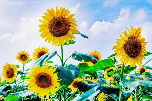 青空とひまわりの花畑 青空とひまわりの花畑 ひまわり,夏,白い雲の写真素材