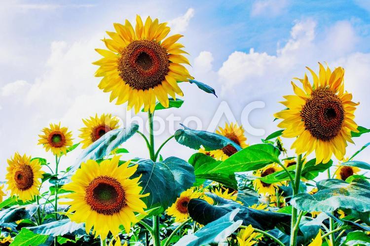 青空とひまわりの花畑 ひまわり,夏,白い雲の写真素材