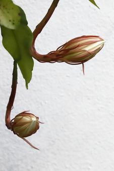 月下美人つぼみの写真