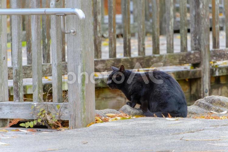 黒猫の佇まい、公園の片隅で 猫,黒猫,動物の写真素材