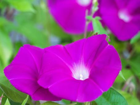 アサガオの写真