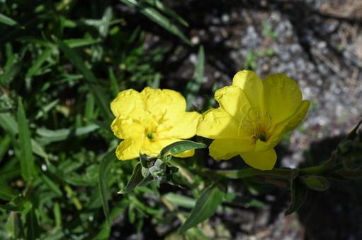 家の庭に咲いた待宵草の花 家の庭に咲いた待宵草の花 待宵草,春,自然の写真素材