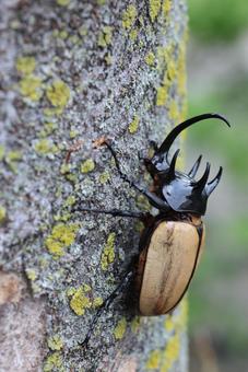 ゴホンヅノカブトの写真