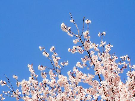 桜の枝と青空の写真