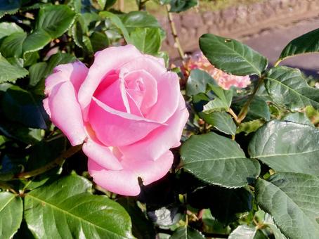 バラ バラ バラ,ローズ,花びらの写真素材