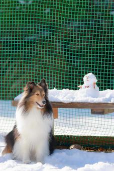 シェルティ 犬,シェルティ,冬の写真素材