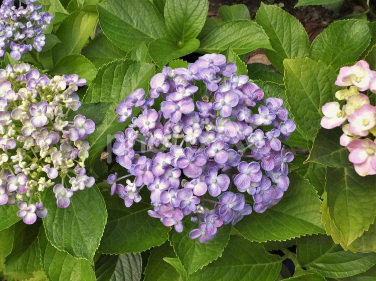 まんまるアジサイ 花,アジサイ,紫陽花の写真素材