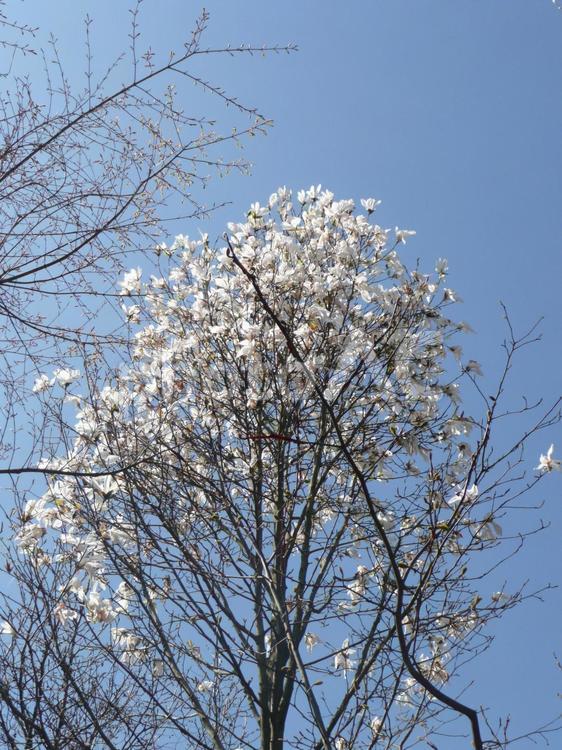 花の咲き始めた樹2 風景,花,つぼみの写真素材