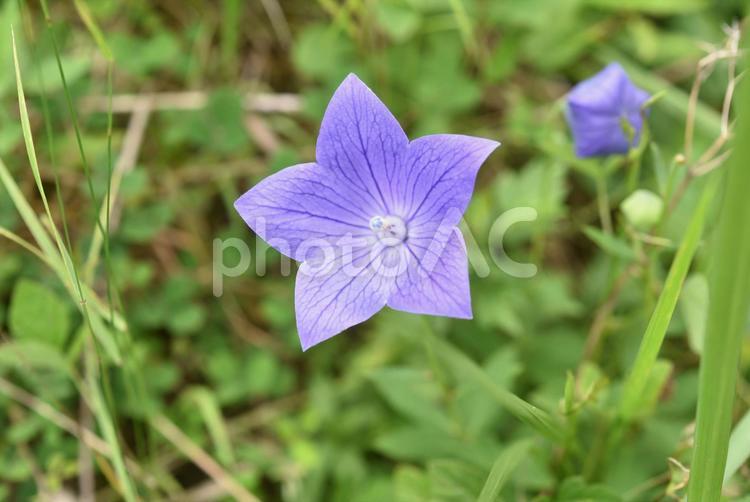 野に咲く桔梗の花 花,植物,自然の写真素材