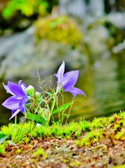 桔梗 桔梗,キキョウ,風景の写真素材