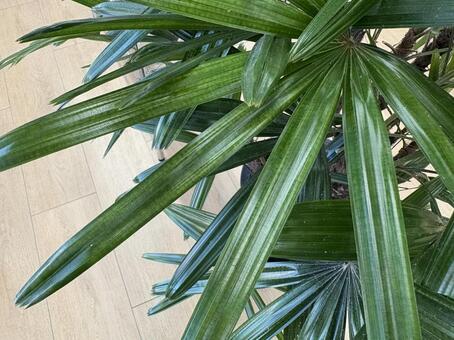 シュロチク 01 棕櫚竹,シュロチク,植物の写真素材