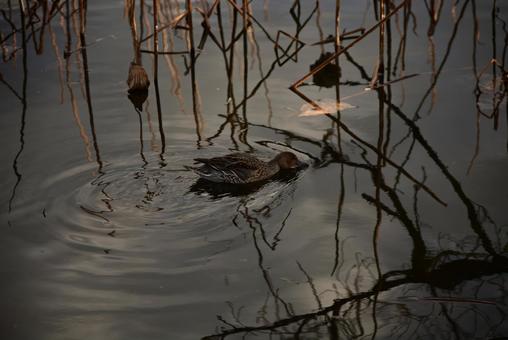公園の鴨 公園の鴨の写真