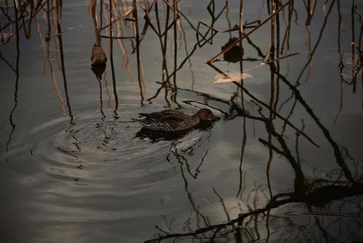 Photo, animale selvatico, animale, uccello, 