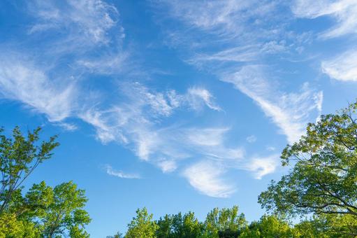 青空と緑 青空と緑 緑,夏,青空の写真素材