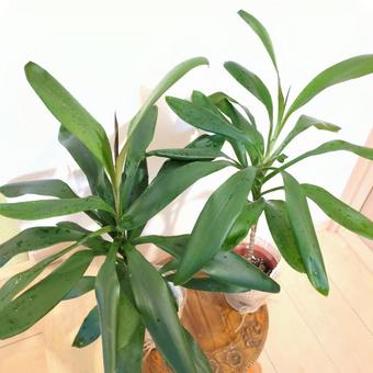 観葉植物 ドラセナグローカル 4号鉢 観葉植物 ドラセナグローカル 4号鉢の写真
