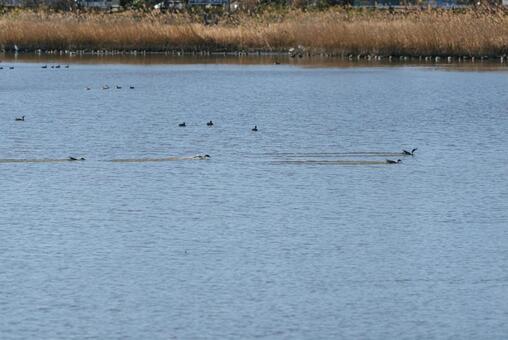 水面に着水するオナガガモ オナガガモ,鴨,渡り鳥の写真素材