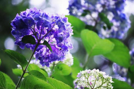 美しい紫陽花 美しい紫陽花の写真