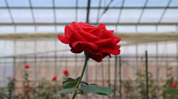 河津バカテル公園　温室の食用バラの写真
