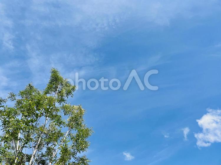 木　シンプルなコピースペース 木,青空,空の写真素材