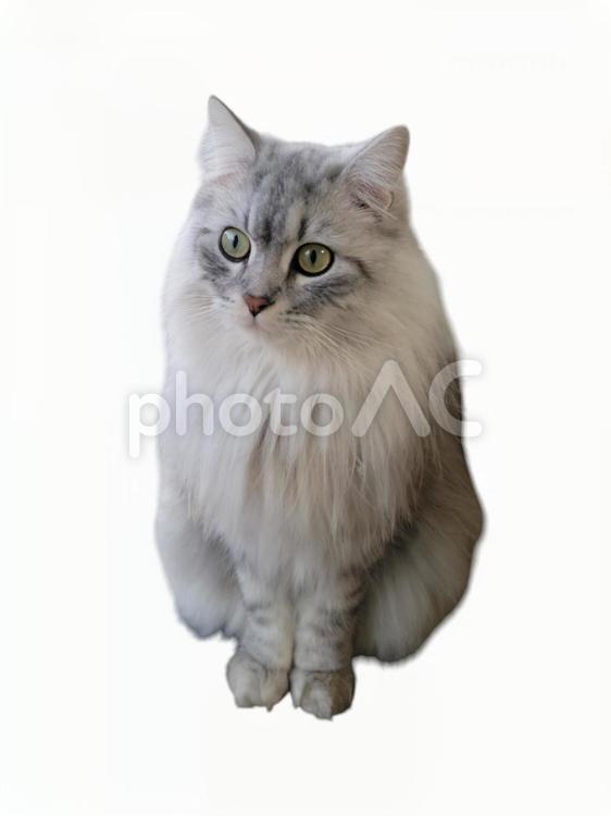 遠くを見つめる長毛の猫 猫,ねこ,ネコの写真素材