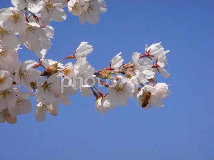 桜の木　ミツバチ サクラ,春,ソメイヨシノの写真素材