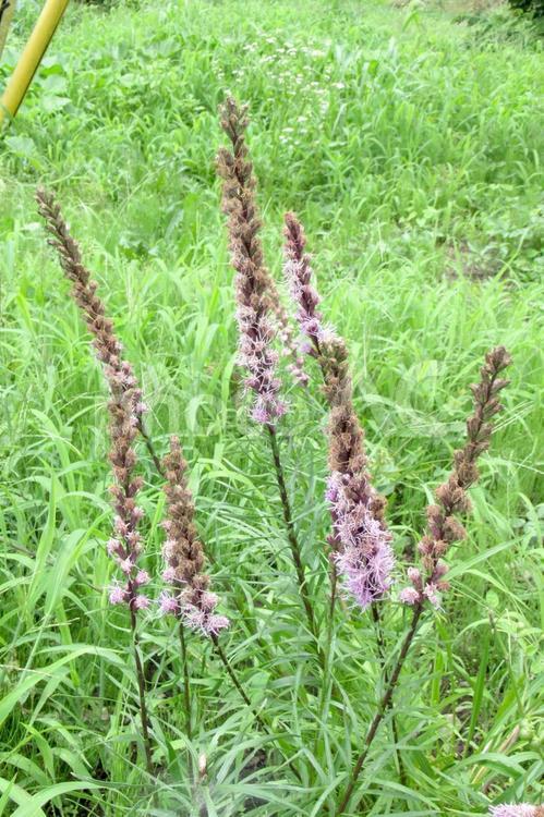 郊外の草むらに自生するリアトリスの花 リアトリス,ヒメキリンギク,花の写真素材