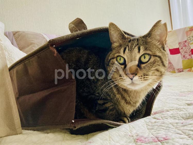 袋の中の猫 猫,袋の中,キジトラの写真素材