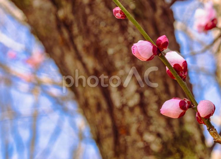 本庄運動公園　梅の花5ｰ95 本庄運動公園,梅,梅花の写真素材