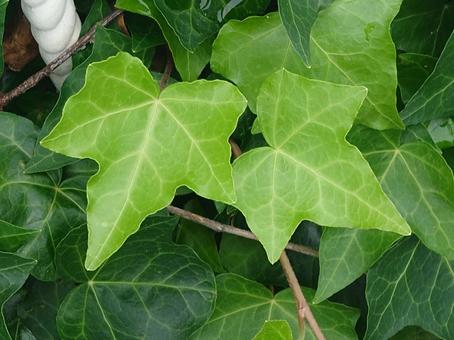 ツタの葉 自然,葉,鮮やかの写真素材