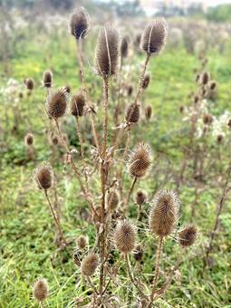 とげとげの植物　ドライフラワー ドライフラワー,植物,野草の写真素材