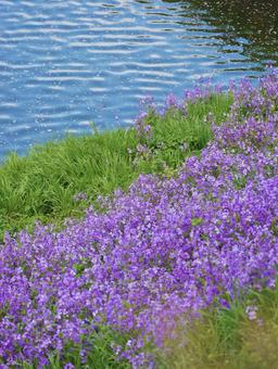 Photo, ho, spring, green, 