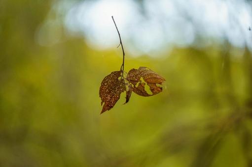 蜘蛛の糸に絡んだ枯れた落葉 自然,植物,秋の写真素材