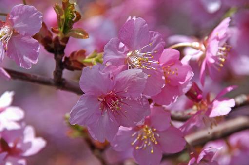 Cherry Blossom 'Kawazuzakura', JPG
